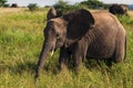 Grazing Elephants In Tanzania Royalty Free Stock Photo