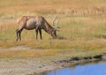 Grazing elk