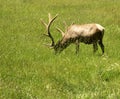 Grazing Elk Royalty Free Stock Photo