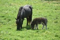 Grazing Family of Miniature Horses in a Grass Pasture Royalty Free Stock Photo