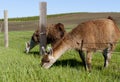 Grazing through the fence. Royalty Free Stock Photo