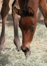 Grazing Filly