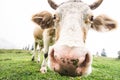 Grazing freerange cow close up, fisheye lens Royalty Free Stock Photo