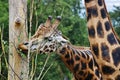 Grazing Giraffe Royalty Free Stock Photo