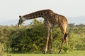 Grazing giraffe in the Maasai Mara Royalty Free Stock Photo
