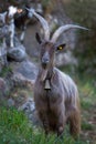 Grazing goat with big horns