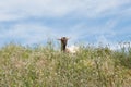 grazing goat on meadow