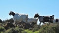 Grazing goats on the Akamas peninsula, Cyprus