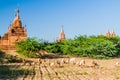 Grazing goats and pagodas in Bagan, Myanm