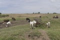 Grazing goats