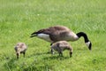 Grazing Goose with Goslings Royalty Free Stock Photo