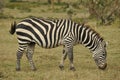 Grazing Grants zebra