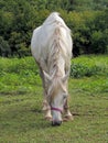 Grazing gray coat color horse