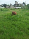 Grazing in a Green field in a colony at Dimapur, Nagaland, India.