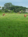 Grazing in a Green field in a colony at Dimapur, Nagaland, India.