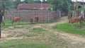 It is time to return home after grazing on the Green grass field in a colony at Dimapur, Nagaland, India.