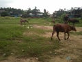 After the grazing on the Green grass field in a colony at Dimapur, Nagaland, India.