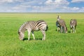 Grazing Grevy`s zebras in steppe in the spring