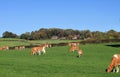 Grazing Guernsey Cattle in an English Meadow