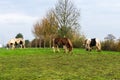 Grazing gypsy horses