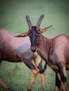 A grazing hartebeest with head held high looking at camera Royalty Free Stock Photo