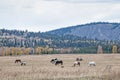 Horses Grazing in a Grassy Field