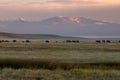 Grazing Herd of Buffalo at Sunrise Royalty Free Stock Photo