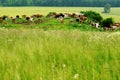 Grazing herd cows