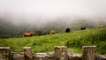 A grazing herd of cows in the foggy morning on a meadow