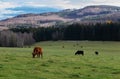 Grazing herd of cows on meadow pasture with autumn hill in Czech landscape Royalty Free Stock Photo