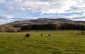 Grazing herd of cows on meadow pasture with autumn hill in Czech landscape Royalty Free Stock Photo