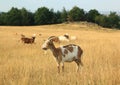 Grazing herd of goats in the fields, dry grass