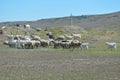 A grazing herd of goats and sheep on a hill Royalty Free Stock Photo