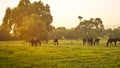 Grazing herd of horses in meadow Royalty Free Stock Photo