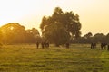 Grazing herd of horses in meadow Royalty Free Stock Photo