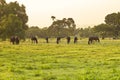 Grazing herd of horses in meadow Royalty Free Stock Photo