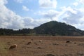 Grazing herd of sheep eating on red and yellow dry grass and soil field near a cattle farm with a hill, blue sky and white clouds Royalty Free Stock Photo