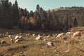 Grazing herd of sheep at hill of Boge of Rogove. Kosovo