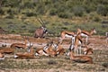 Grazing herd Springbok, Antidorcas marsupialis, Kalahari, South Africa