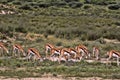 Grazing herd Springbok, Antidorcas marsupialis, Kalahari, South Africa