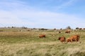 Grazing Hereford cattle, hillside farm in Cumbria Royalty Free Stock Photo