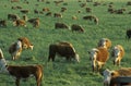 Grazing Hereford cattle, on PCH, CA