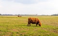 Grazing Highland cows in winter fur Royalty Free Stock Photo