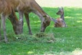 Grazing hinds or red deer female with resting fawn on summer grassland