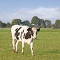 Grazing Holstein-Friesian cattle in a green Dutch meadow. Royalty Free Stock Photo