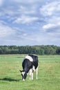 Grazing Holstein-Friesian cow in a green Dutch meadow.