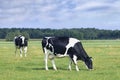 Grazing Holstein-Friesian cow in a green Dutch meadow. Royalty Free Stock Photo