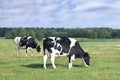 Grazing Holstein-Friesian cow in a green Dutch meadow.