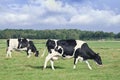 Grazing Holstein-Friesian cow in a green Dutch meadow.