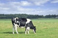 Grazing Holstein-Friesian cow in a green Dutch meadow.